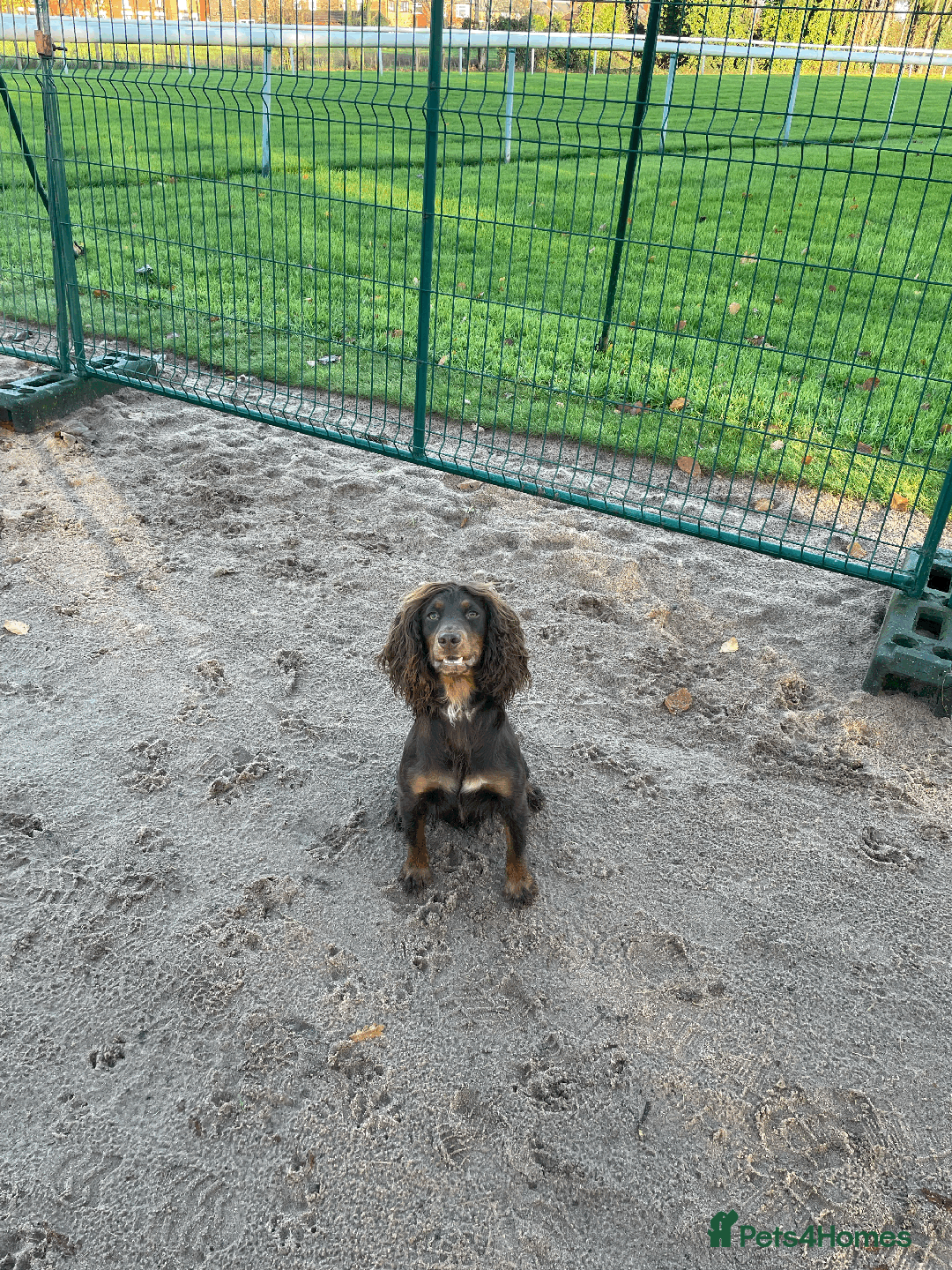 Cocker Spaniel dogs for sale: Cocker Spaniel Pups Outstanding Pedigree Lines! - Advert 36