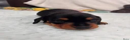 Miniature Dachshund dogs for sale: 4 male smooth hair miniature dachshund  - Advert 27