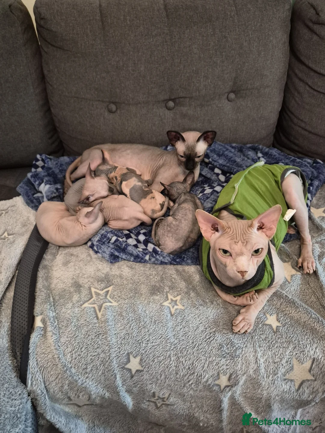 Sphynx cats for stud: Sphynx Stud Available for Mating - Advert 2