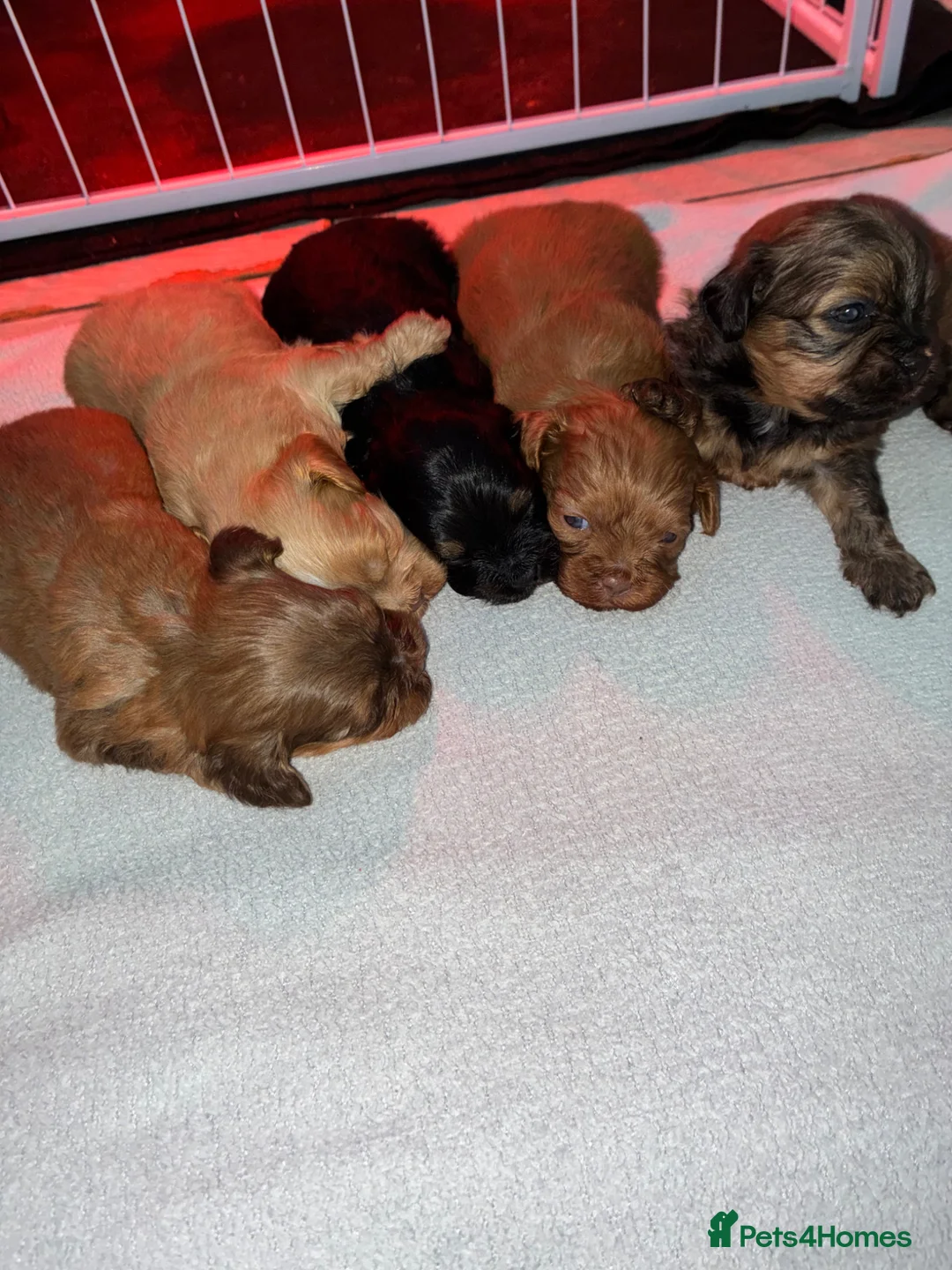 Shihpoo dogs for sale: Gorgeous shihpoo pups in Ellesmere Port - Advert 1