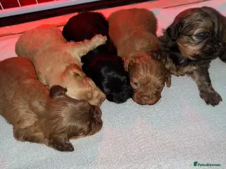 Shihpoo dogs Gorgeous shihpoo pups - Advert 4