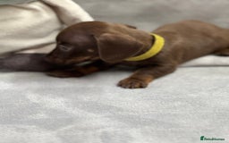 Miniature Dachshund dogs for sale: Miniature dachshund  - Image 14