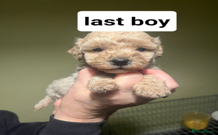 Cavapoo dogs - Advert 15