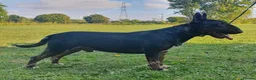 English Bull Terrier dogs for stud: Proven Bull Terrier studs - Advert 3
