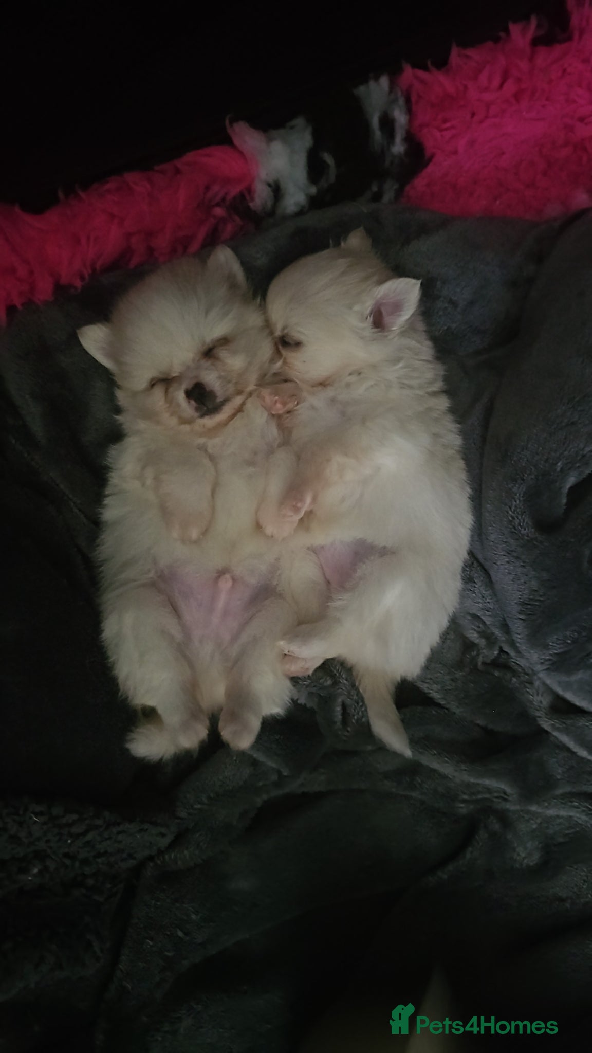 Pomchi dogs for sale: Stunning pomchies - Advert 1