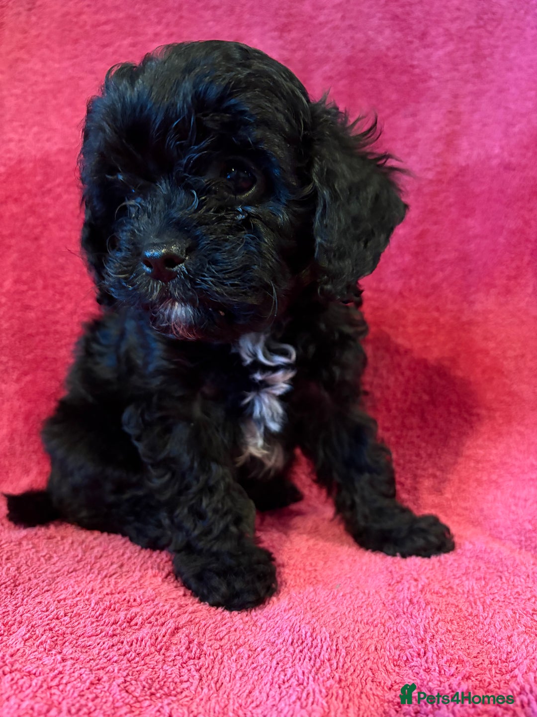 Cavapoo dogs for sale: Teddy Bear Cavapoo READY NOW - Advert 3