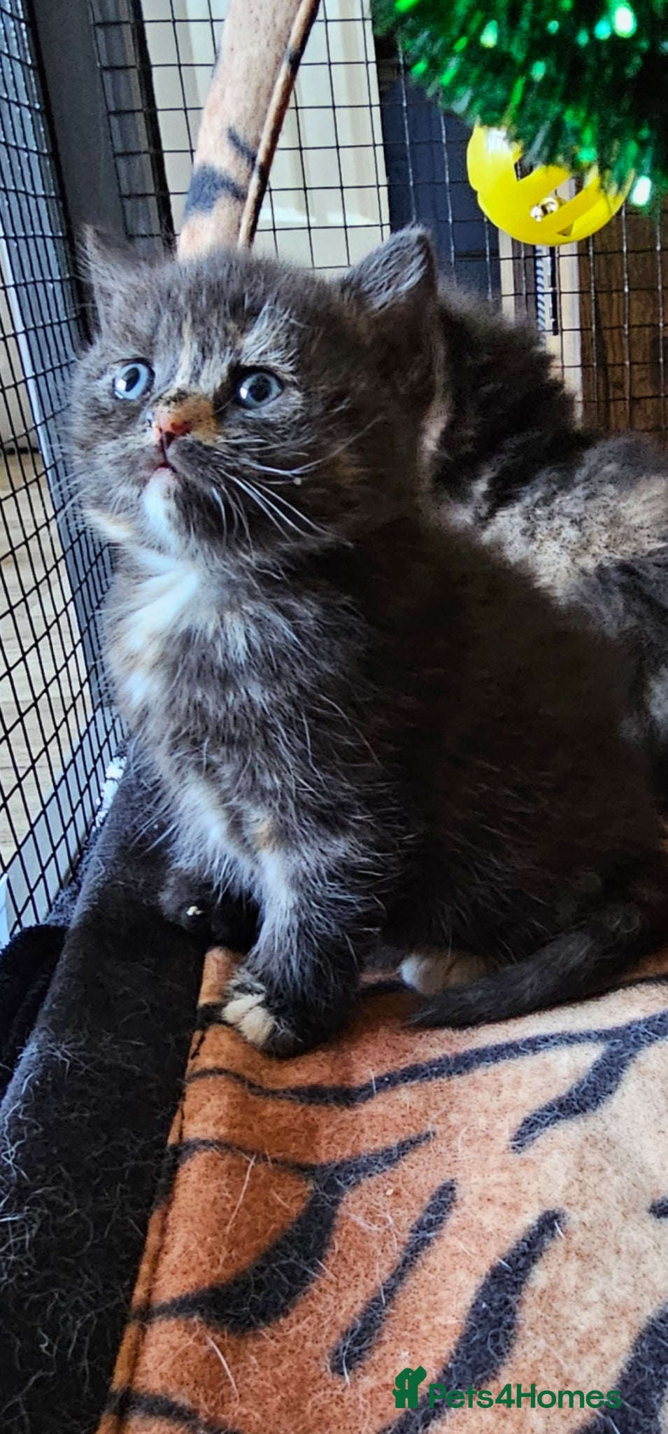 British Shorthair cats Beautiful British shorthair kittens 😸  - Advert 3