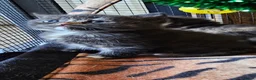 British Shorthair cats for sale: Last 2 British shorthair kittens, ready now - Advert 11