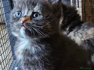 British Shorthair cats Beautiful British shorthair kittens 😸 - Advert 3