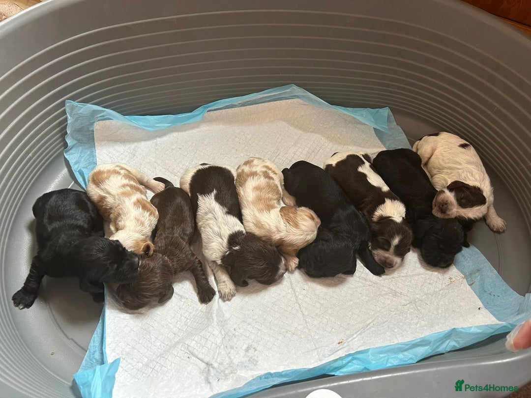 Cocker Spaniel dogs for sale:  show type spaniel puppies health tested parents  - Image 20