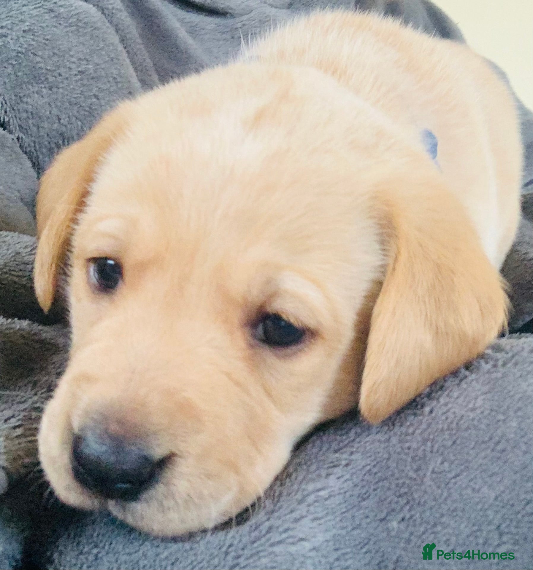 Labrador Retriever dogs 3 Adorable Labrador/Retriever puppies. - Advert 13