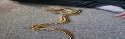 Snake reptiles for sale: 3 female 1 male  - Advert 14