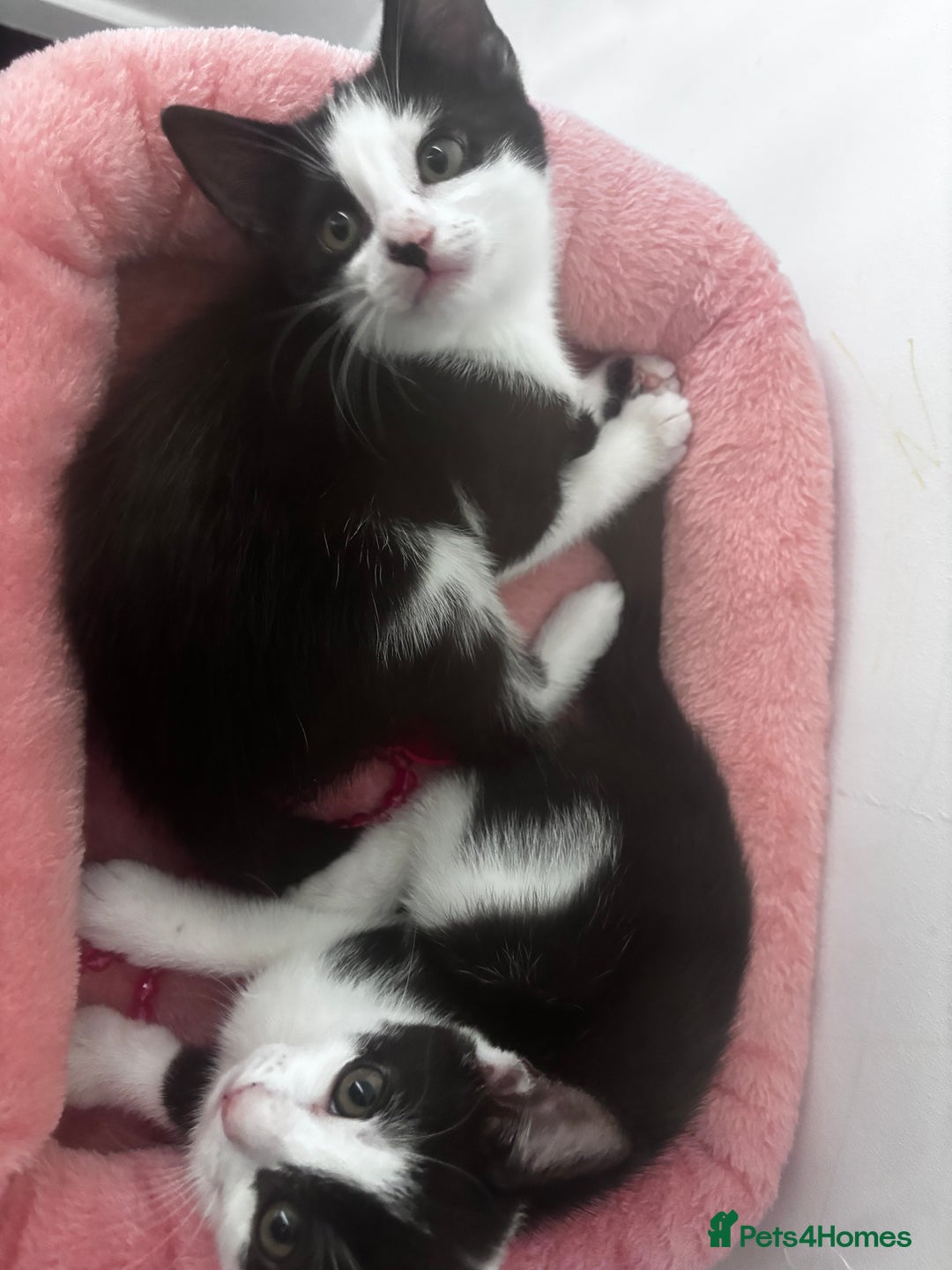 Mixed Breed cats for sale: 2 lovely half bengal girls ready now! - Image 16