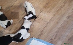 Jack Russell dogs for sale: Stunning Jack Russell Puppies  - Image 13