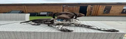 German Shorthaired Pointer dogs for sale: KC Registered German Shorthaired Pointer Puppies - Advert 12