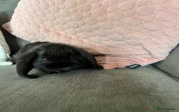 Mini Lop rabbits for sale: Beautiful mini lop rabbits for sale - Image 9