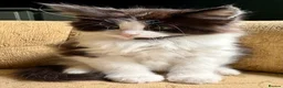 Maine Coon cats for sale: Stunning Maine Coon Kittens  - Advert 9