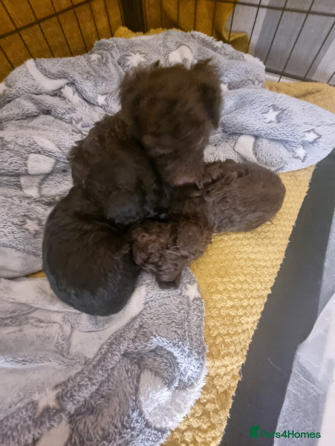 Poodle dogs for sale: Poodle's - Advert 15