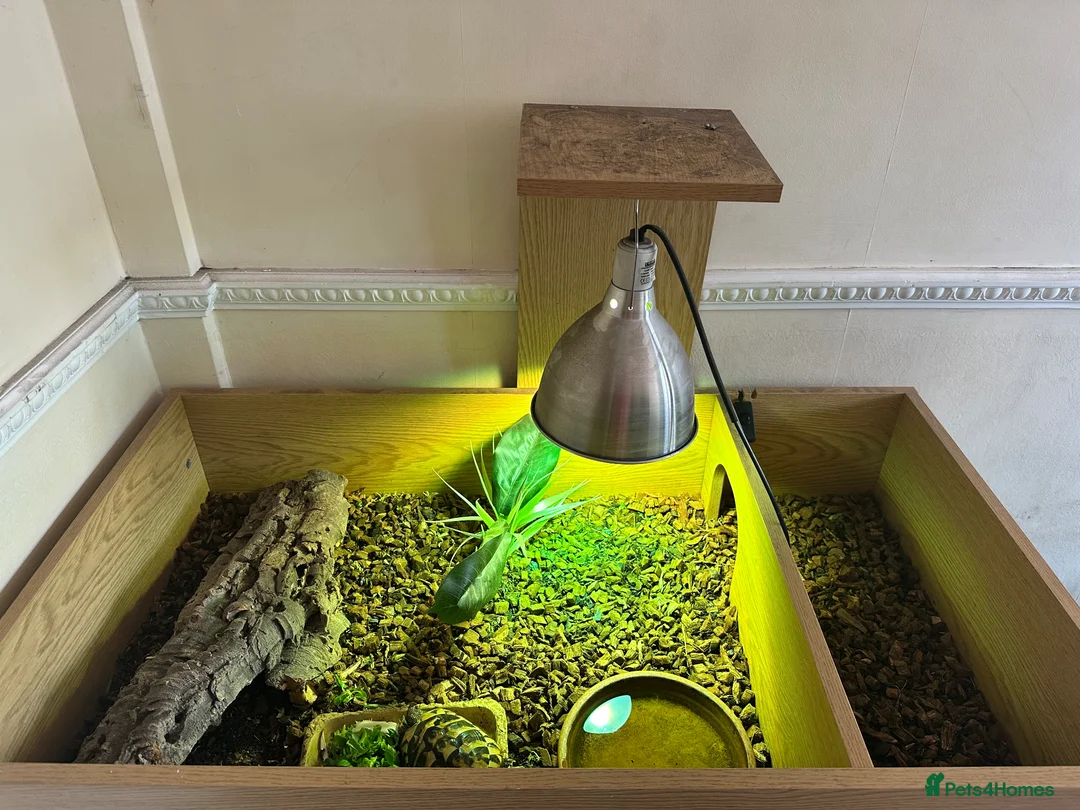 Hermann Tortoise reptiles for sale: Hermann in Fareham - Advert 6