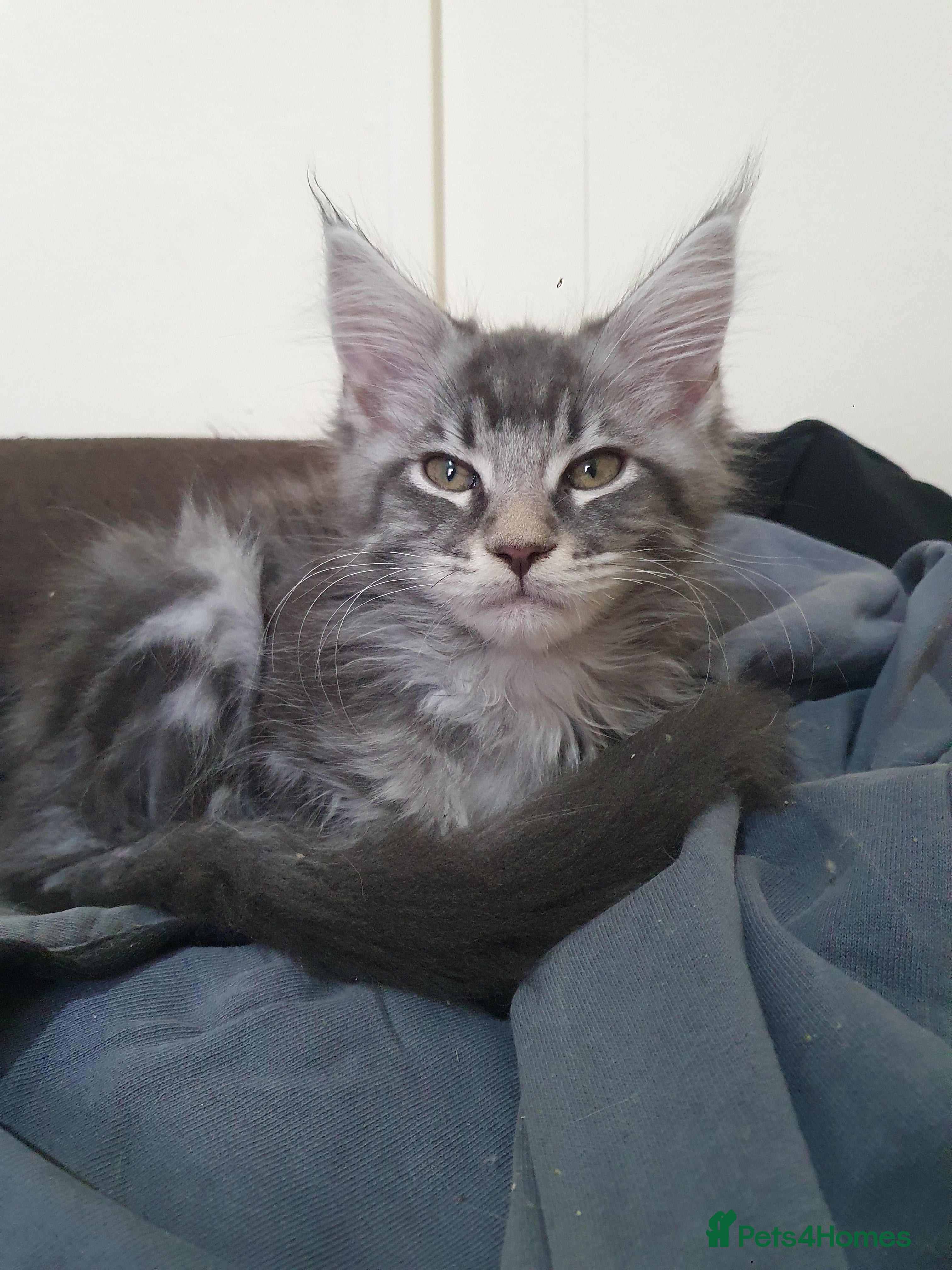 Maine Coon cats ACTIVE Maine Coon Kittens - Advert 11