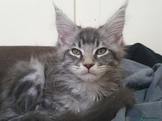 Maine Coon cats ACTIVE Maine Coon Kittens - Advert 8