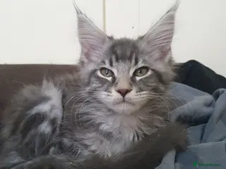 Maine Coon cats Maine Coon Kittens 1 boy 1 girl - Advert 3