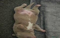 Mastiff dogs for sale: Mastiff Hybrids  - Image 7