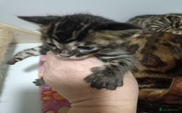 Bengal cats for sale: Pure Bengal kittens - Image 8