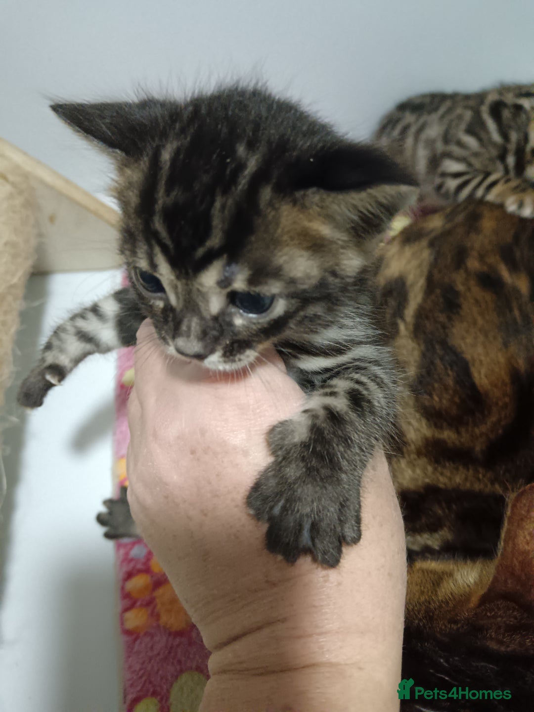 Bengal cats for sale: Pure Bengal kittens - Image 8