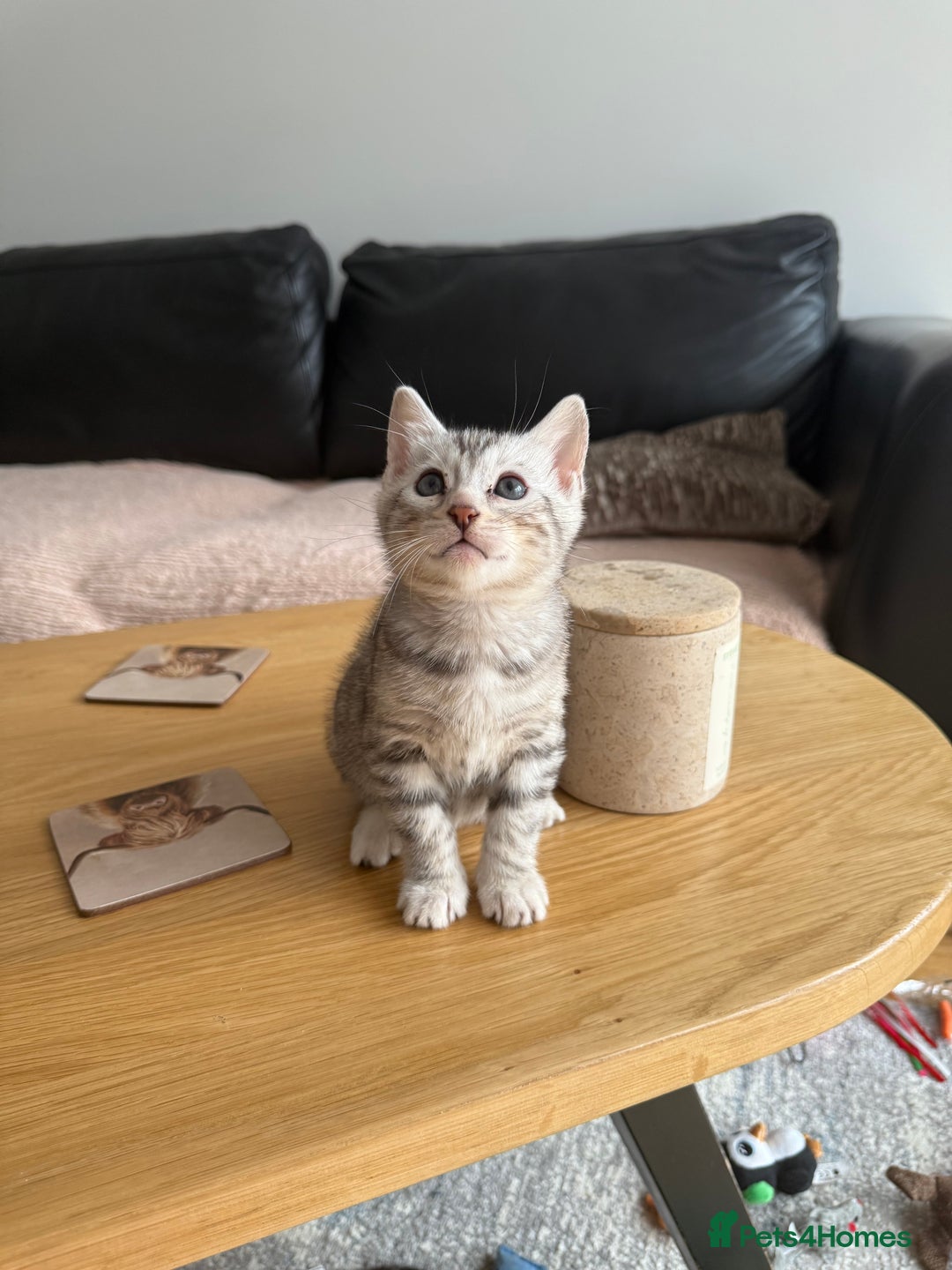 Bengal cats for sale: Beautiful Bengal kittens  in Cambridge - Image 20