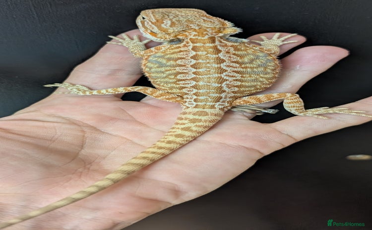 Bearded Dragon reptiles - Advert 3