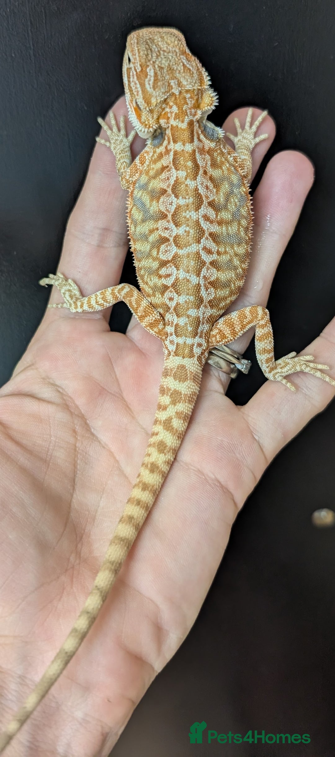 Bearded Dragon reptiles for sale: Leather back bearded dragon babies. Ready now - Image 1