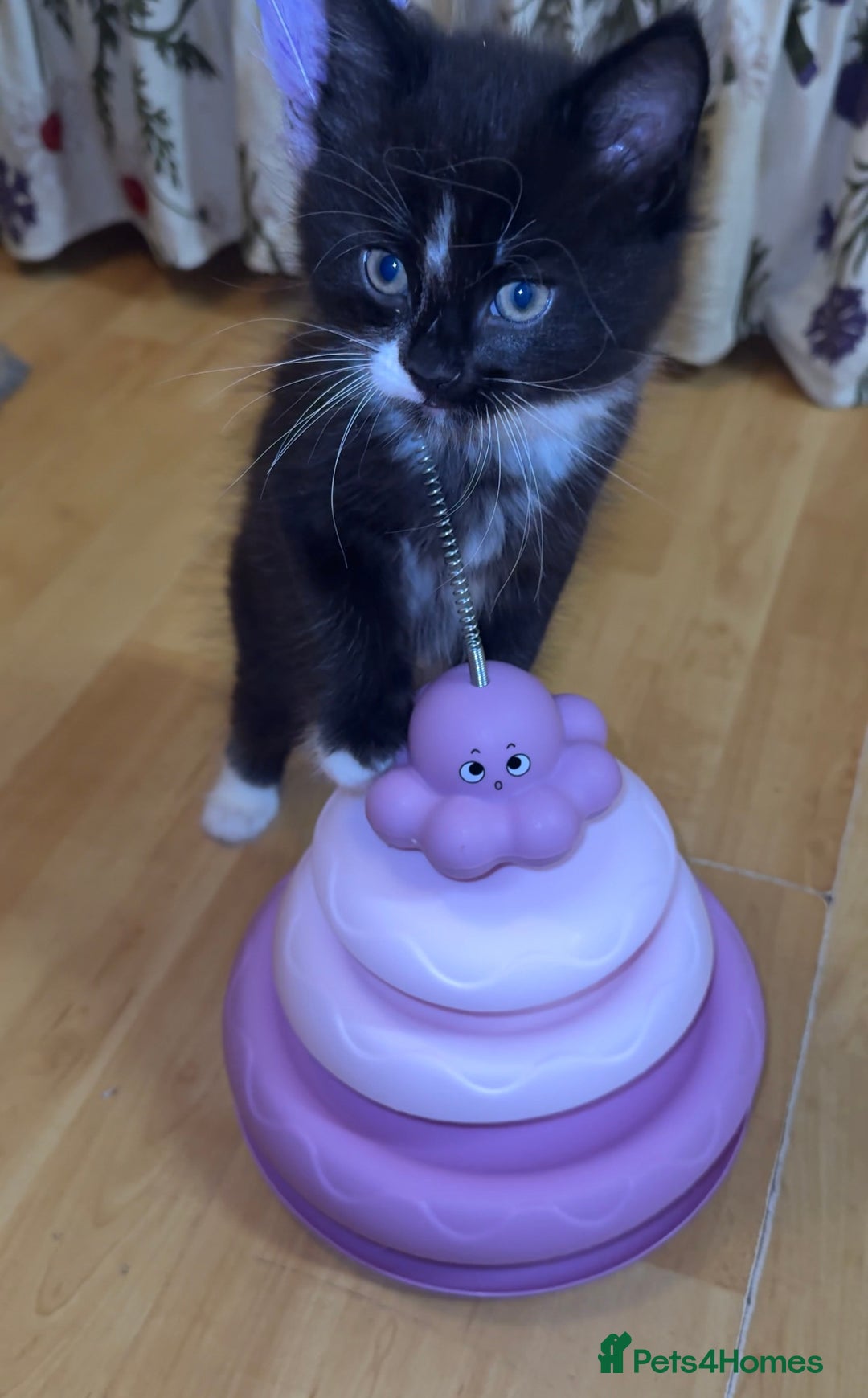Mixed Breed cats for sale: 5 Beautiful Black & White Kittens Available  - Image 16
