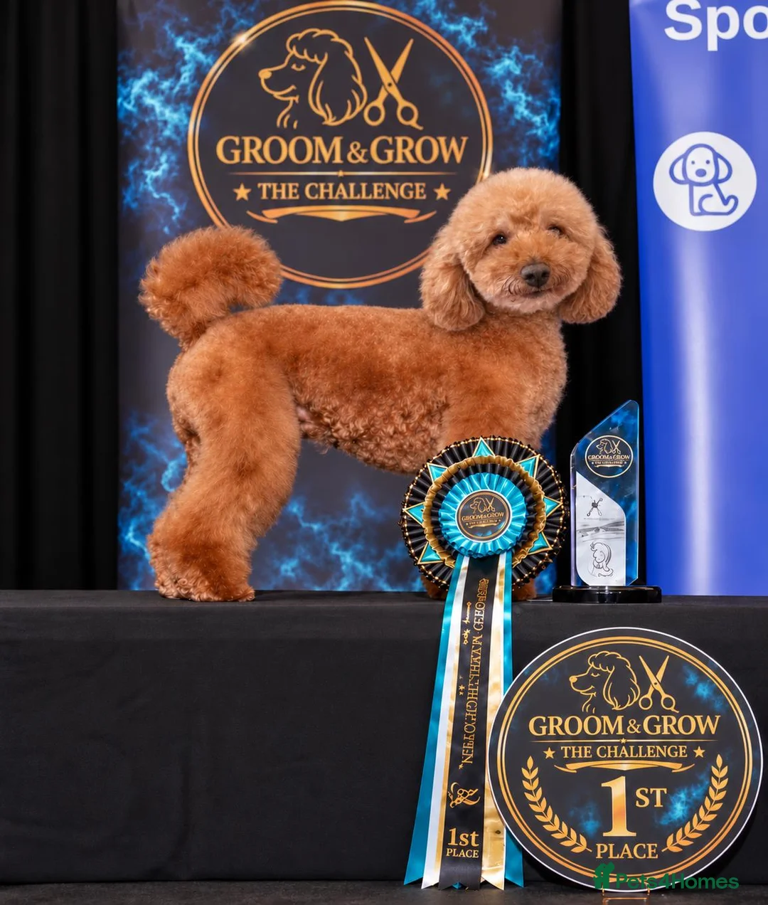 Miniature Poodle dogs for stud: Red Miniature Poodle Stud package Available  - Advert 1