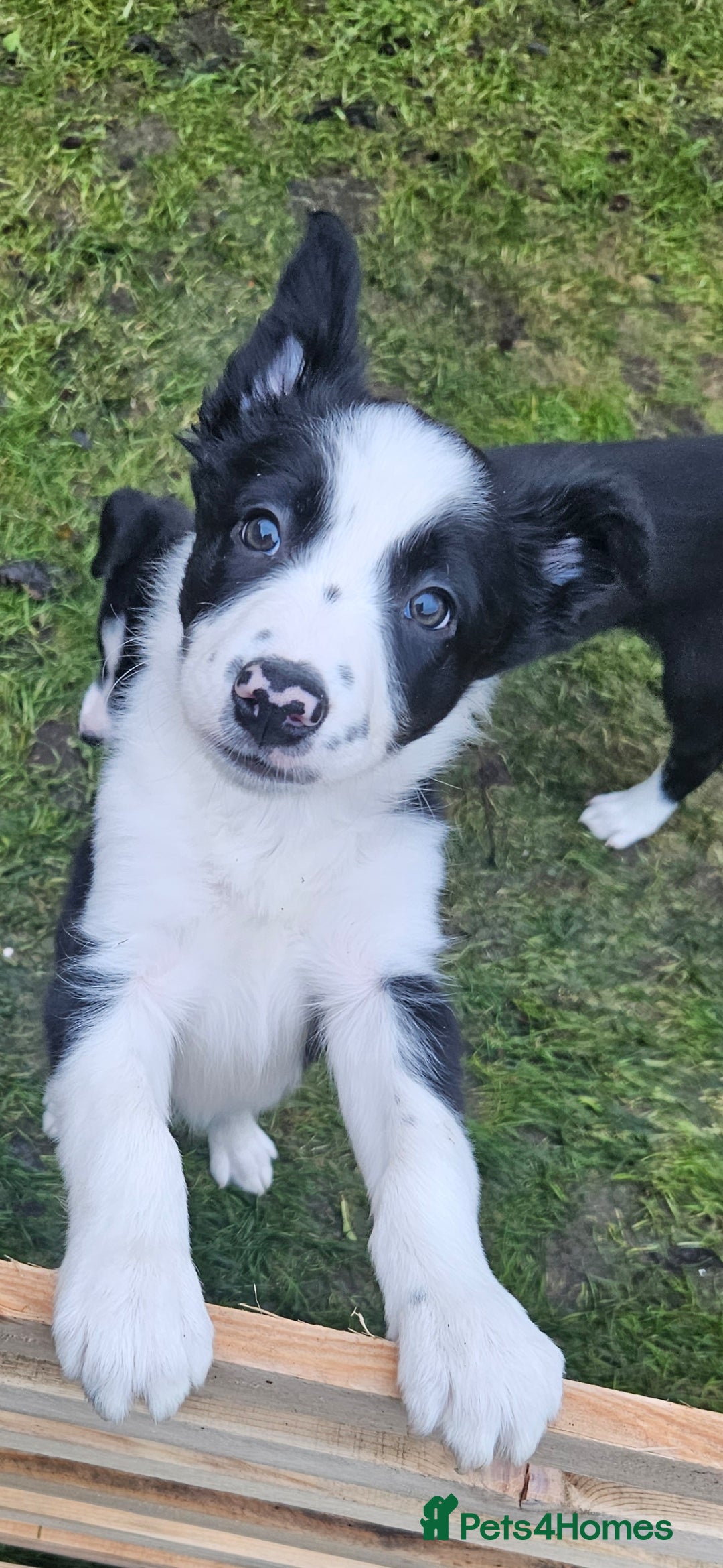 Border Collie dogs for sale: Beautiful Border Collie Puppy girl ready now - Advert 6