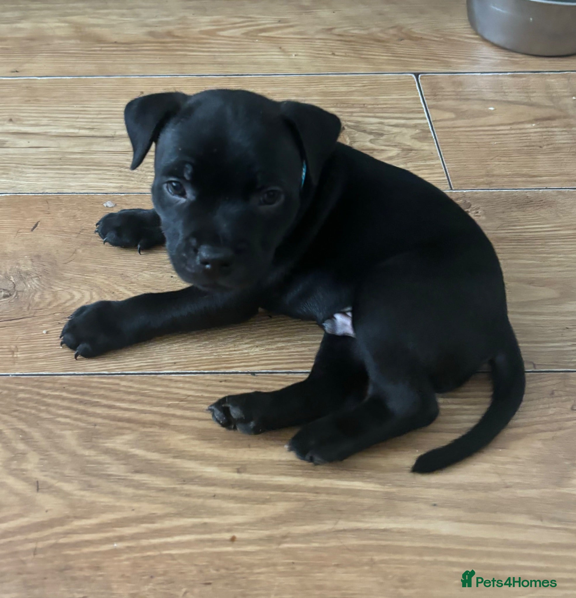 Staffordshire Bull Terrier dogs Stunning litter🖤💙CH Bill & Nova - Advert 4