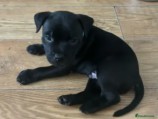 Staffordshire Bull Terrier dogs Stunning litter🖤💙CH Bill & Nova - Advert 4