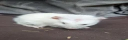 Guinea Pig rodents for sale: Guinea pig boys  - Advert 5