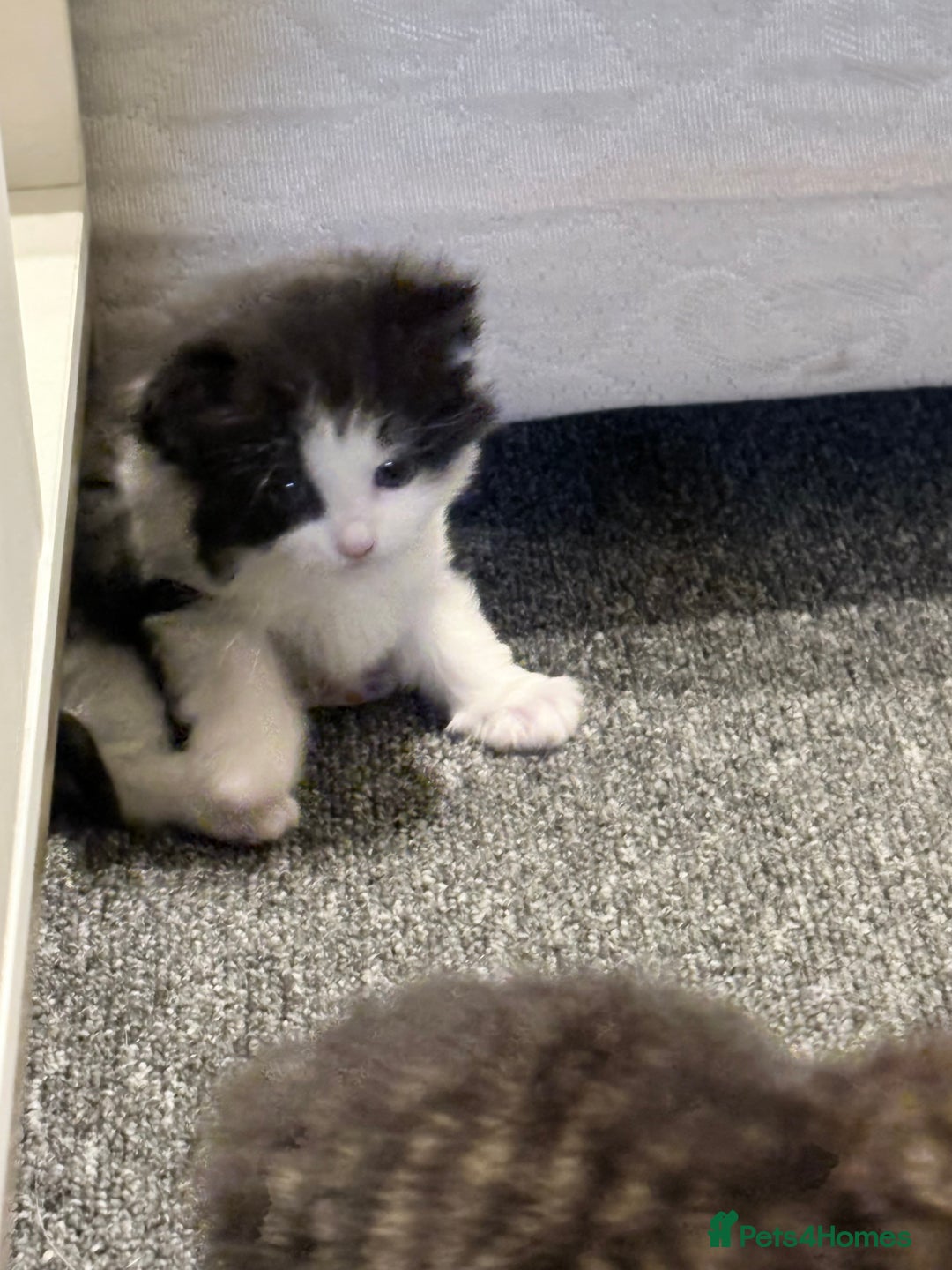 Mixed Breed cats for sale: Beautiful mix breed kittens - Advert 12