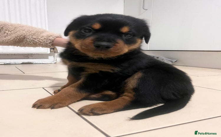 Rottweiler dogs 8 weeks old rottweiler ready to leave now last 1 - Advert 5