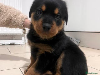 Rottweiler dogs 8 weeks old rottweiler ready to leave now last 1 - Advert 6