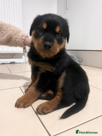 Rottweiler dogs 8 weeks old rottweiler ready to leave now last 1 - Advert 1