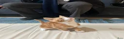 Bengal cats for sale: 3 bengal x British short hair kittens  - Advert 3