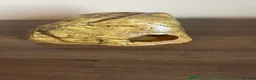 Leopard Gecko reptiles for sale: Leopard gecko and complete set up - Advert 12