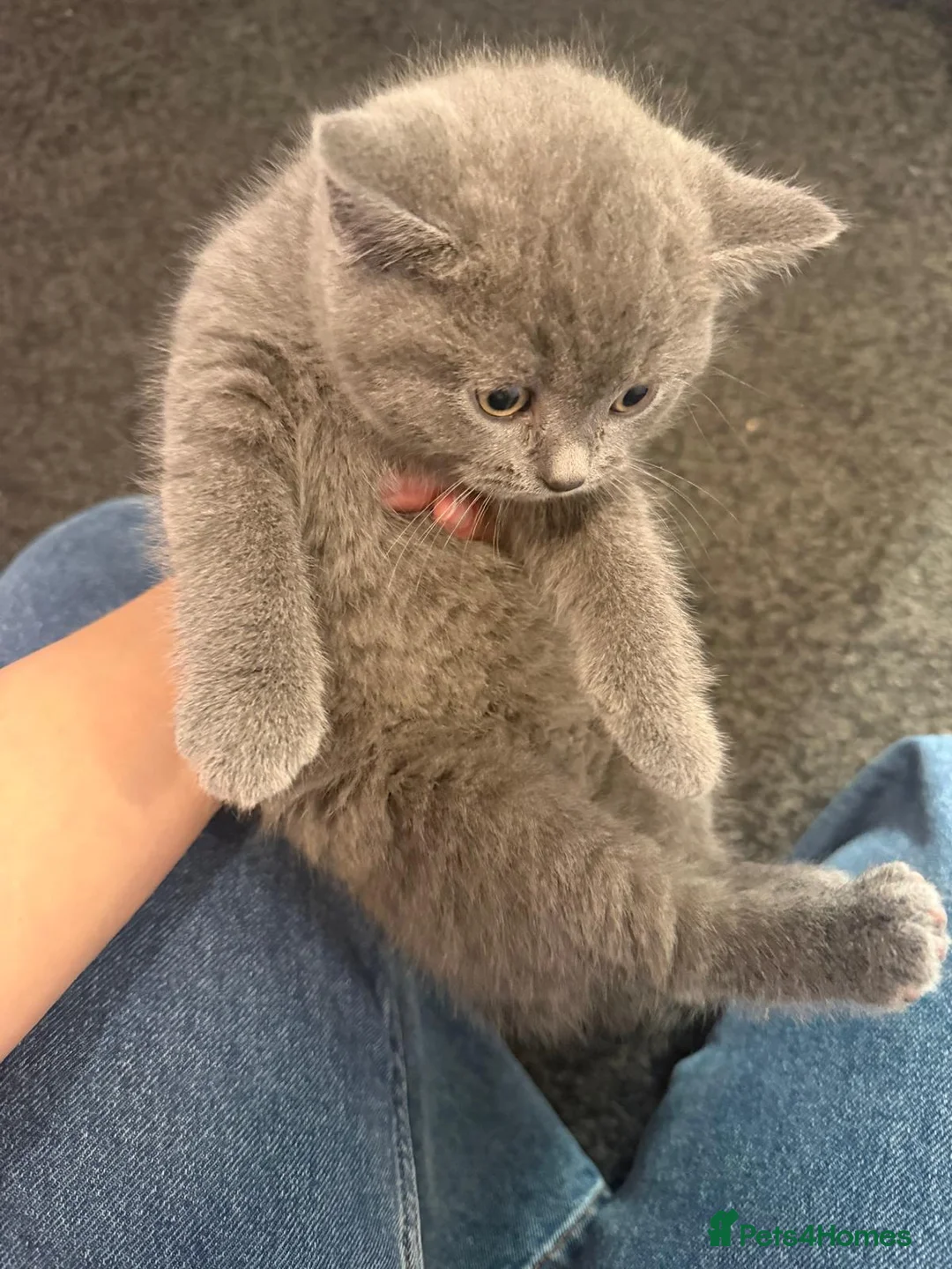 British Shorthair cats for sale: Male British short hair  - Advert 1