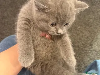 British Shorthair cats Male British short hair - Advert 8