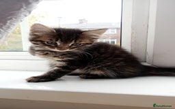 Mixed Breed cats for sale: Maine Coon and Bengal mixed breed kittens  - Image 3