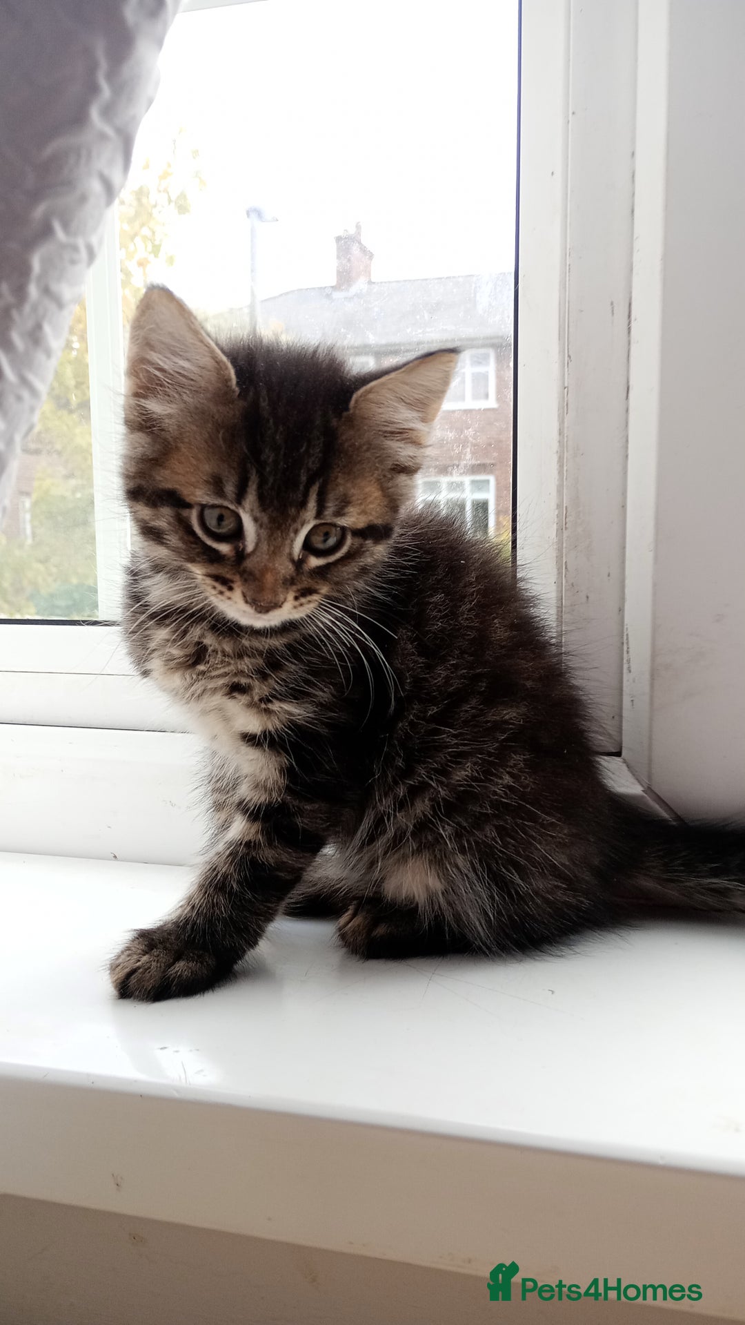 Mixed Breed cats for sale: Maine Coon and Bengal mixed breed kittens  - Image 3