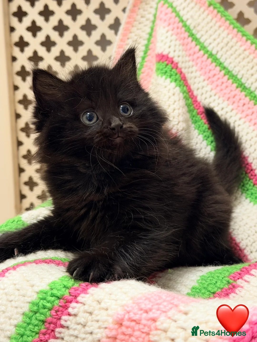 Mixed Breed cats for sale: 💖 MAINE COON X RAGDOLL *PARENTS HEALTH TESTED* 💖 - Advert 20