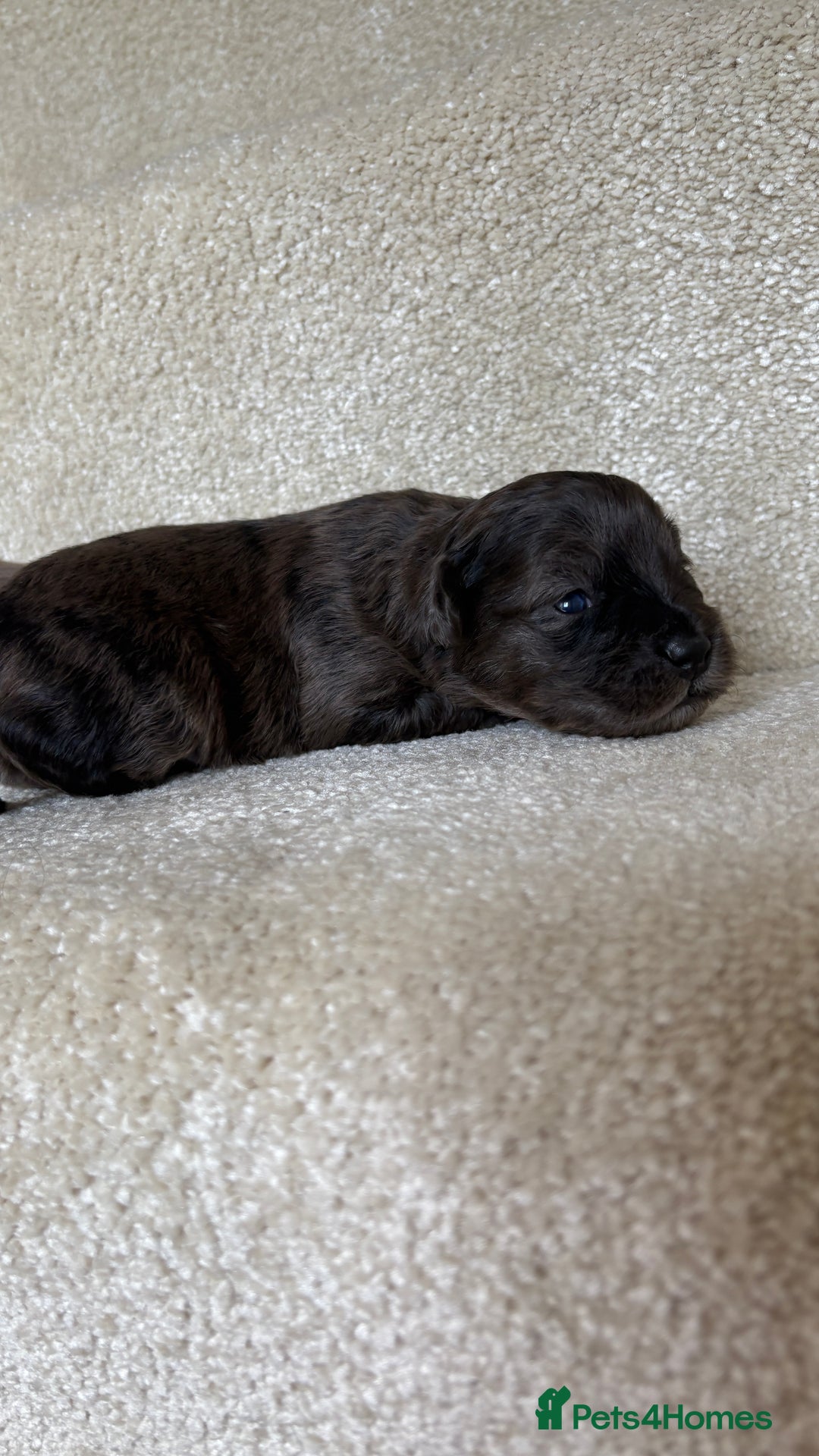 Lhasapoo dogs for sale: 9 stunning lhasapoo’s  - Image 15